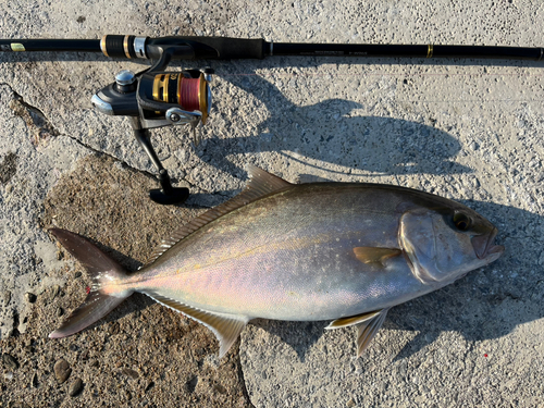 ネリゴの釣果