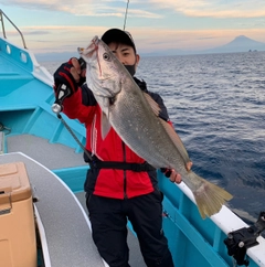 オオニベの釣果