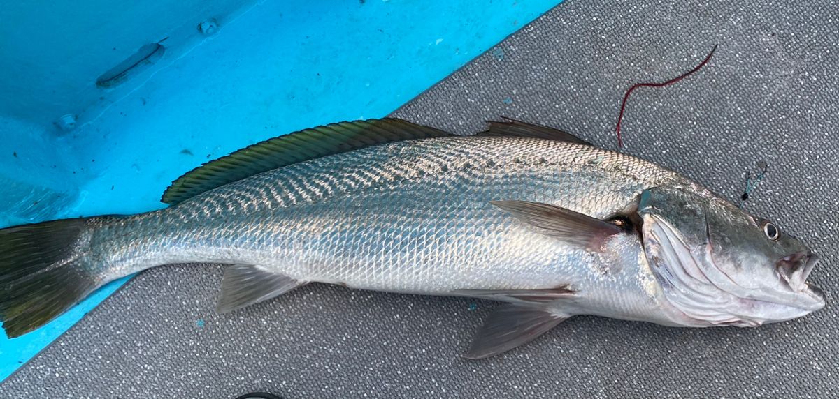 よっしー🎣さんの釣果 2枚目の画像