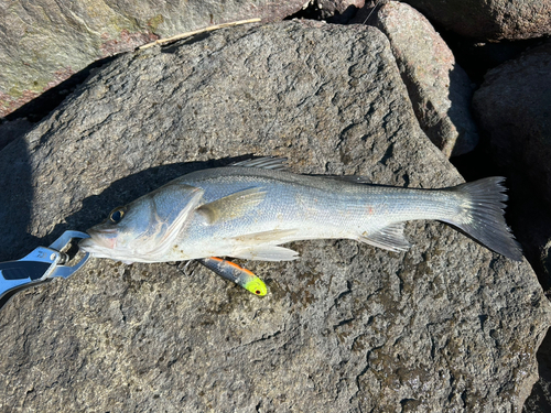 ハクラ（マルスズキ）の釣果