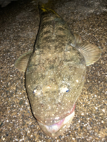 マゴチの釣果