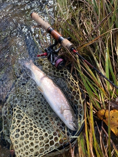 アメマスの釣果