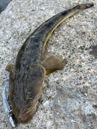 マゴチの釣果