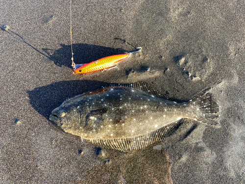 ソゲの釣果