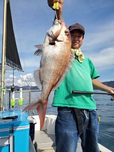 マダイの釣果