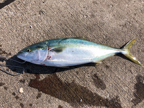 イナダの釣果