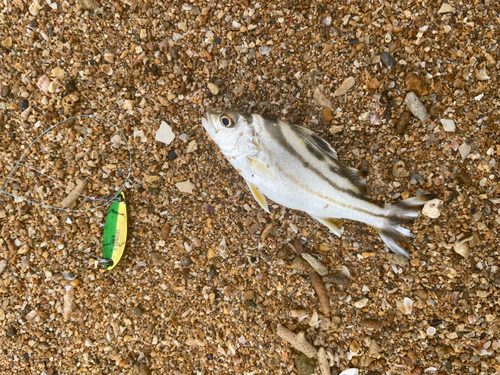 コトヒキの釣果