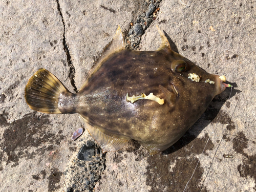 カワハギの釣果