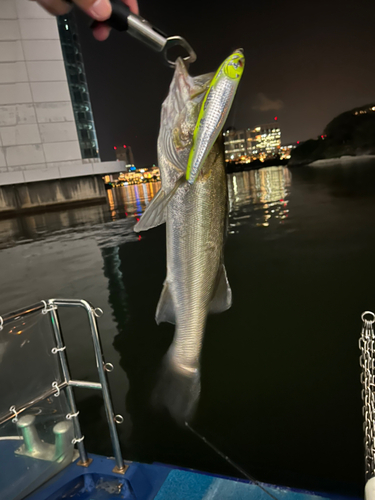 スズキの釣果