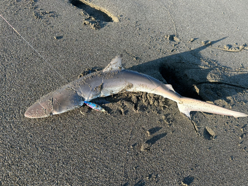 サメの釣果