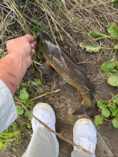 コイの釣果