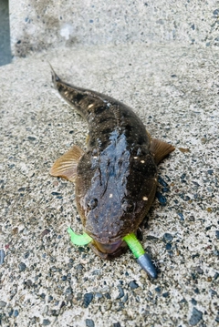 マゴチの釣果