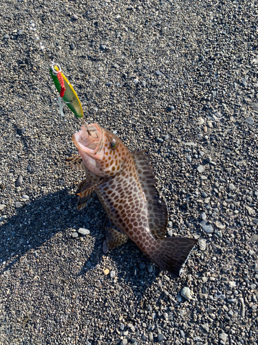 オオモンハタの釣果