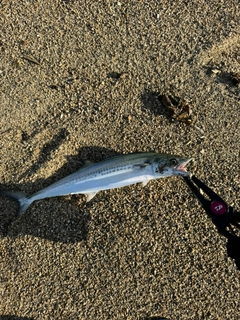 サワラの釣果