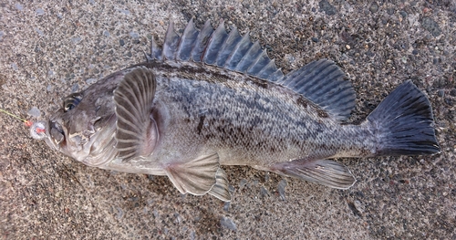 クロソイの釣果