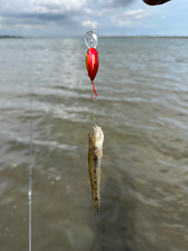 ハゼの釣果