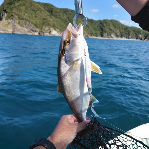 ネリゴの釣果