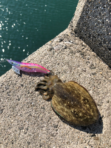 コウイカの釣果