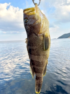 アオハタの釣果