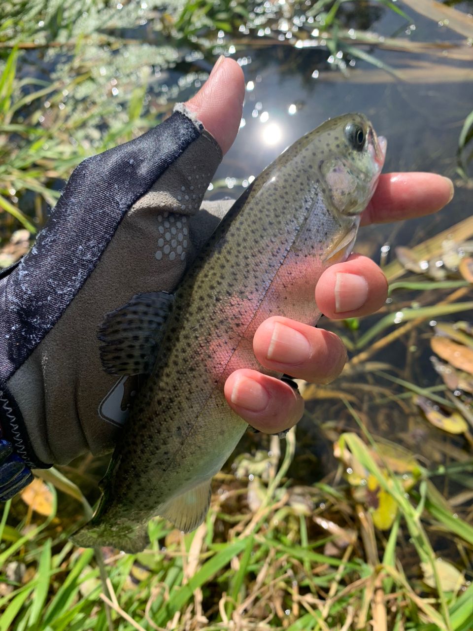 レインボートラウト