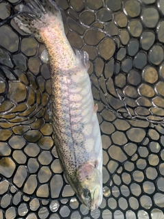 レインボートラウトの釣果