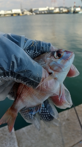 チャリコの釣果