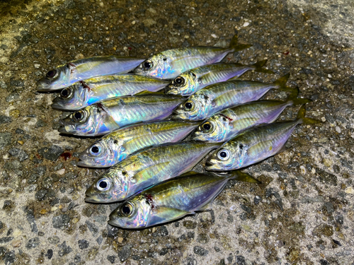 アジの釣果