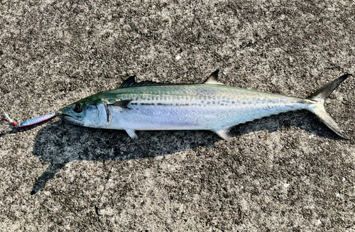 サゴシの釣果