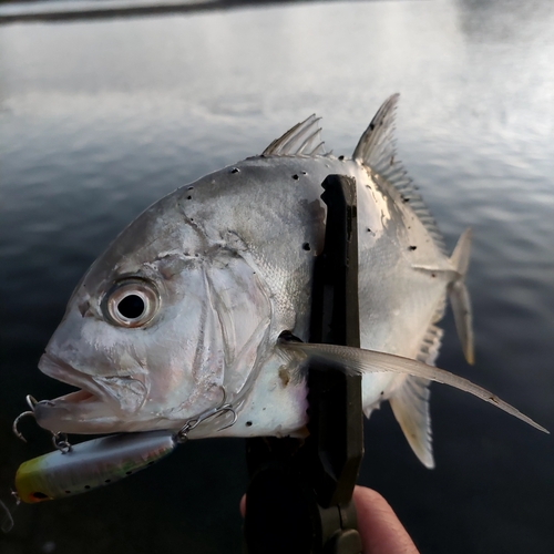 メッキの釣果