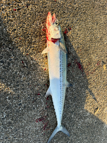 サゴシの釣果