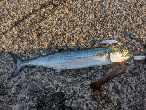 サゴシの釣果