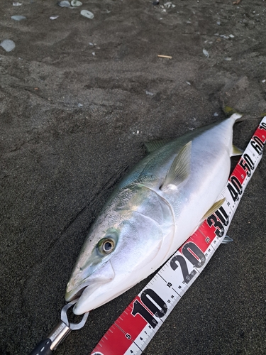 ブリの釣果