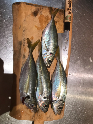 アジの釣果