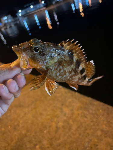 カサゴの釣果