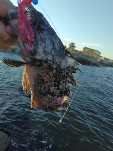 クロソイの釣果