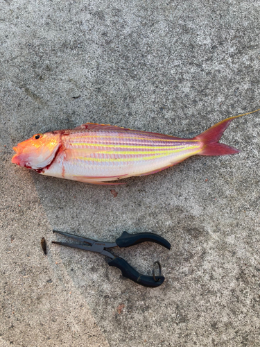 イトヨリダイの釣果