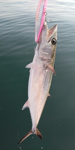 サゴシの釣果