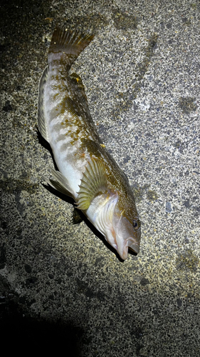 アイナメの釣果