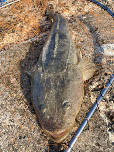 マゴチの釣果