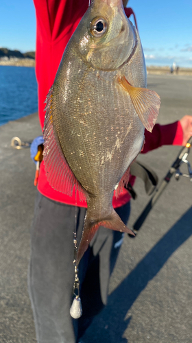 タナゴの釣果