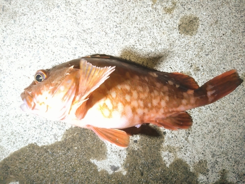 カサゴの釣果