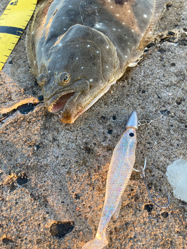 ヒラメの釣果