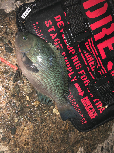 クチブトグレの釣果