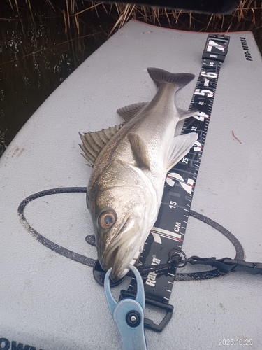 シーバスの釣果