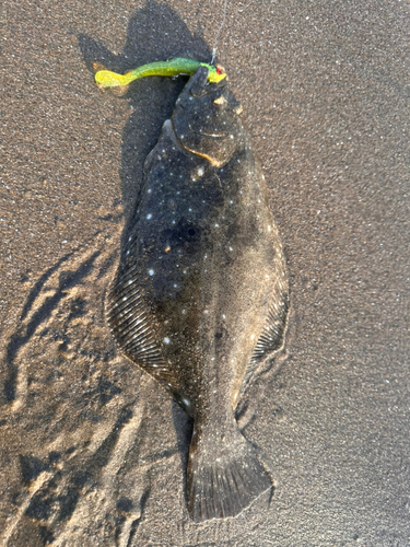 ヒラメの釣果