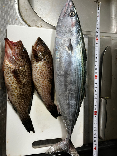 ハガツオの釣果