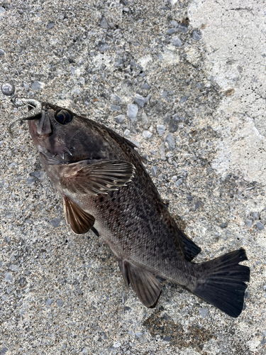 クロソイの釣果