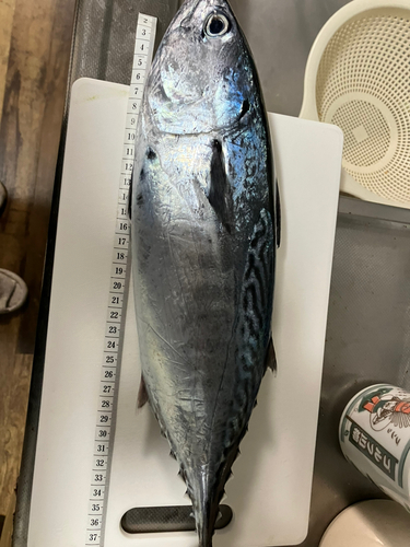 ハガツオの釣果