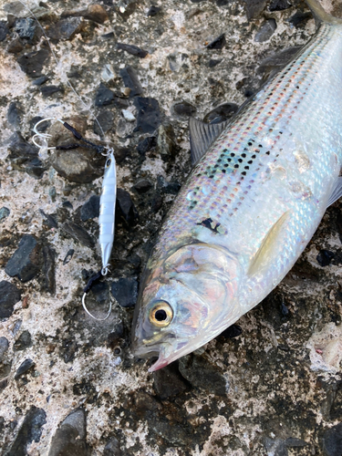 コノシロの釣果