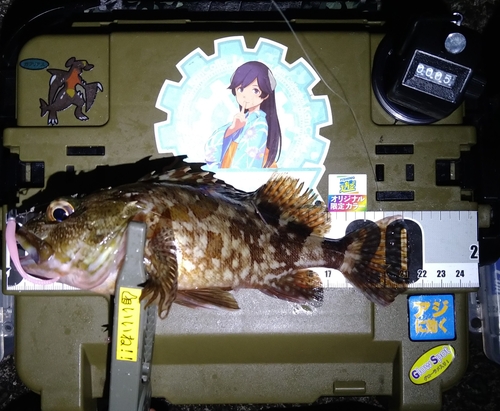 カサゴの釣果